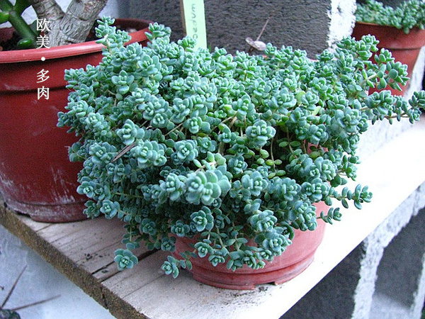 多肉张狂起来,狂野型多肉