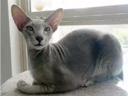 世界上最贵的猫十大排名,世界上最贵的贵族猫是多少钱