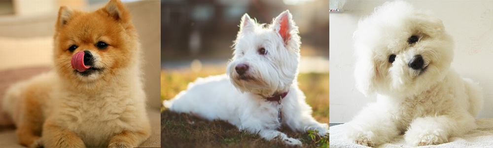 动漫中的可爱狗狗,盘点萌化的狗狗