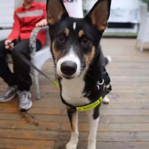 2022上海宠物领养中心官网,上海宠物领养日申请领养概率