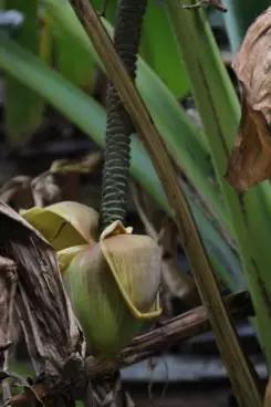 园林芭蕉视频,芭蕉跟香蕉的区别图片