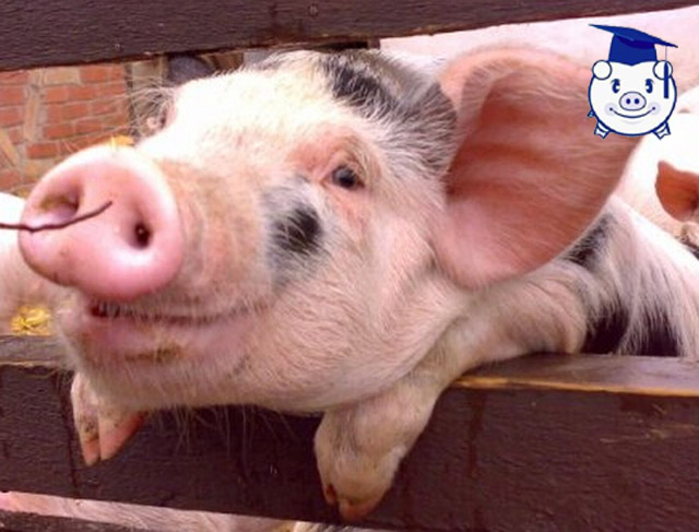 猪的智商处于什么位置,猪的智商到底有多少