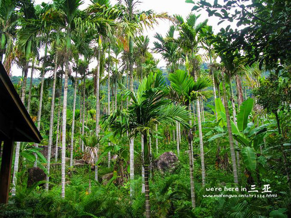 三亚五天四晚旅行团爱上海岛,三亚3天两晚够不够