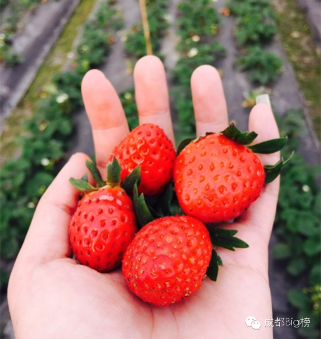 一个用味道留住你的草莓采摘园,52个新鲜草莓