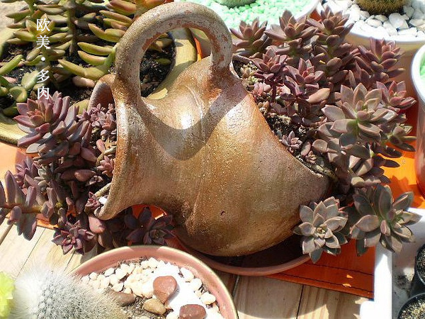 多肉张狂起来,狂野型多肉