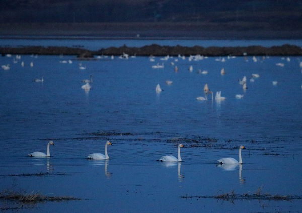 白石水库看天鹅最佳位置导航,白石水库看天鹅2020