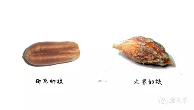 你们见过这么大的铁树吗,大铁树好壮观