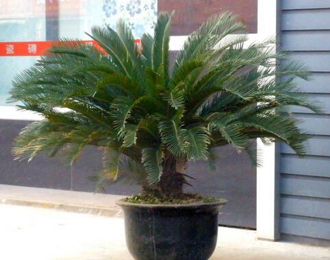 苏铁树的养护方法,苏铁盆栽如何栽培和养护