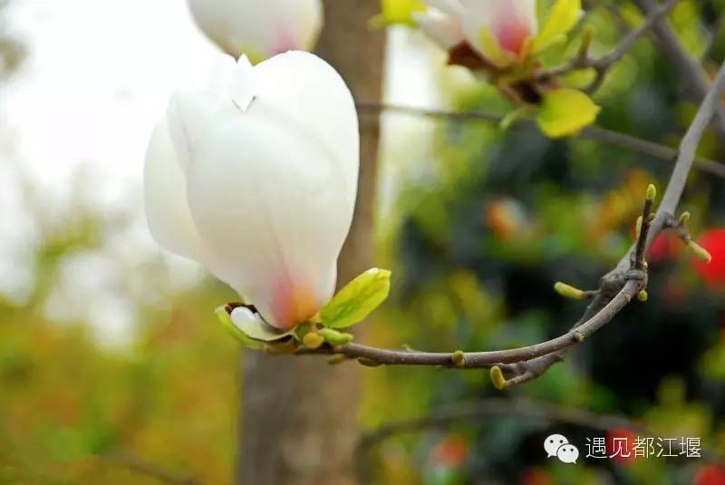 走去新丰骑车赏红枫泡温泉品美食,走温江田园去观赏美好生活