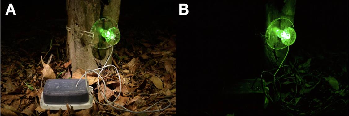 荧光蘑菇为什么发光,荧光蘑菇有什么用