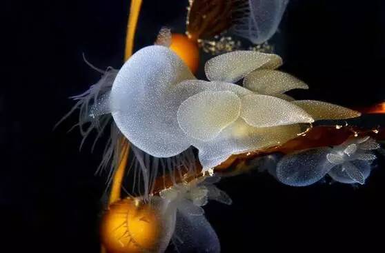 海兔教程,原神海兔全图鉴