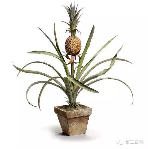 乌克兰大叔和他美到令人窒息的陶瓷永生花