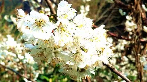 春暖花开：猴年春灿烂，樱桃花争艳，君若假日闲，关河金坪岸！