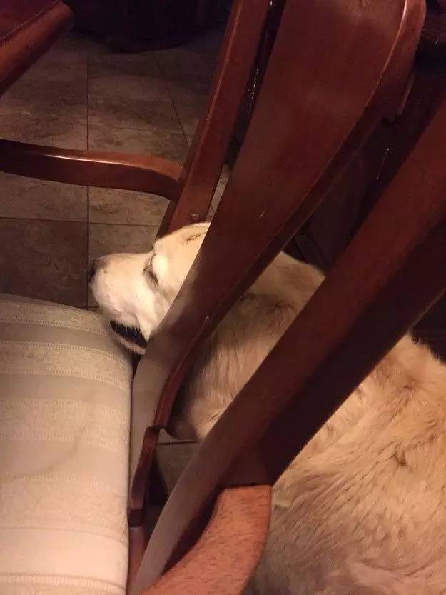 狗生已思考好,请帮我把狗头弄出来