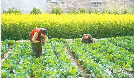 新闻资讯我县春耕春播热火朝天,春耕忙新闻
