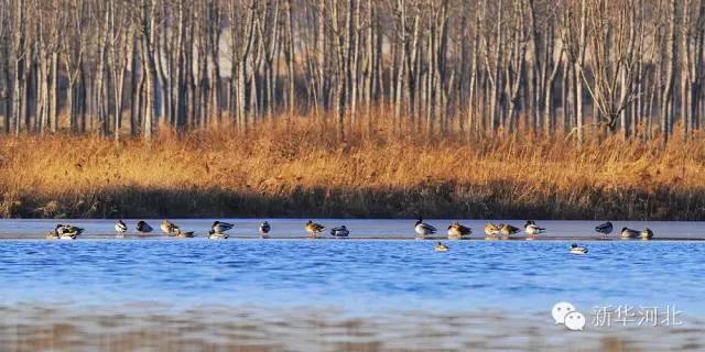 这条飘扬在河北大地的锦绣玉带,真是美爆了