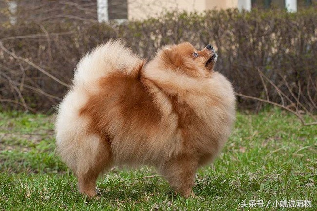 博美宠物狗的注意事项,博美疾病怎么预防