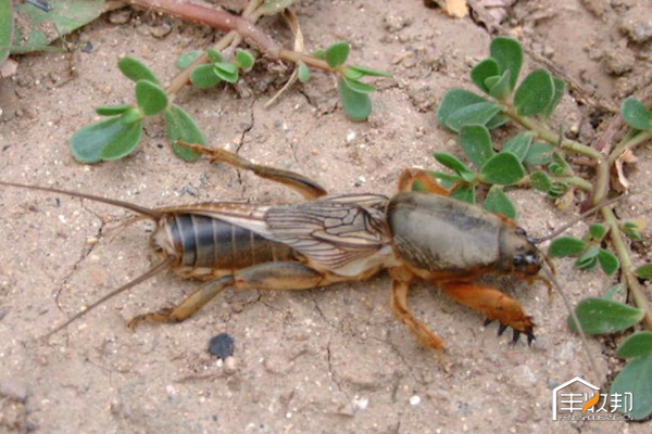 种植白菜心怎么管理,防治白菜萝卜病虫害哪个药好