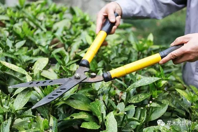 全球园林机械市场,园林工具市场前景如何