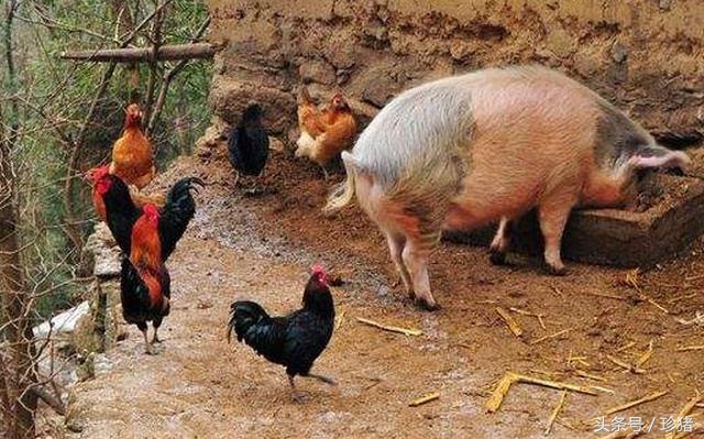 初生母猪难产怎么办,初产母猪难产掏不出来剩一头咋办