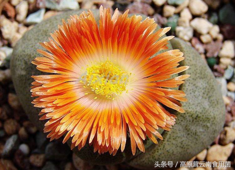 常见的番杏科多肉种植品种8枚，喜欢的话就收藏吧！