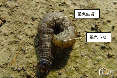 种植白菜心怎么管理,防治白菜萝卜病虫害哪个药好