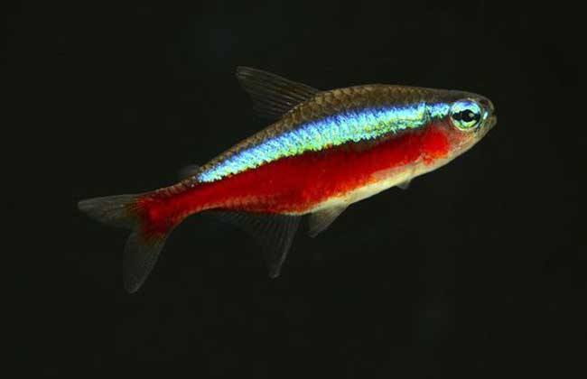 南美灯鱼饲养环境,灯鱼的饲养方法