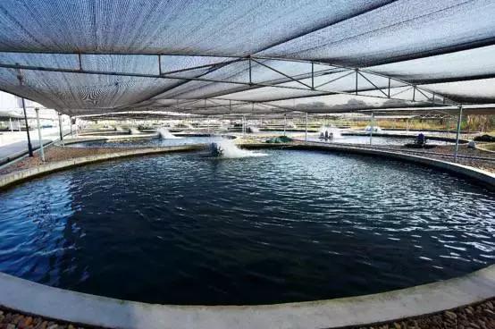 普通鲟鱼有鱼子酱吗,鲟鱼的卵是鱼子酱