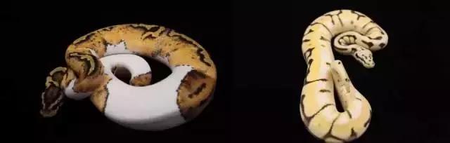 亚宠展攻略狗狗,亚宠展2020爬宠