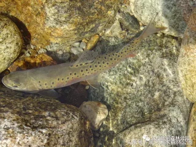 探秘黑河森林公园,黑河森林公园野生动物