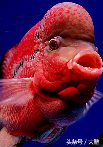 养鱼笔记新手入门教程,养鱼老道罗汉鱼饲养技巧