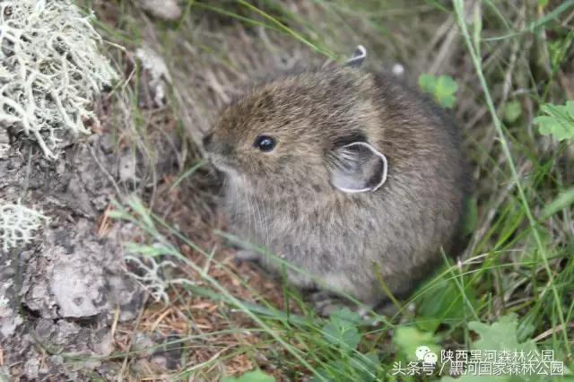 探秘黑河森林公园,黑河森林公园野生动物