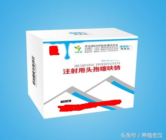 猪咬伤的正确处理方法,养猪猪打架咬死怎么解决