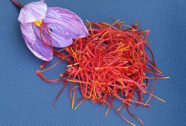 最好看的花藏红花,藏红花被誉为女性之花