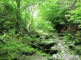 探秘黑河森林公园,黑河森林公园野生动物