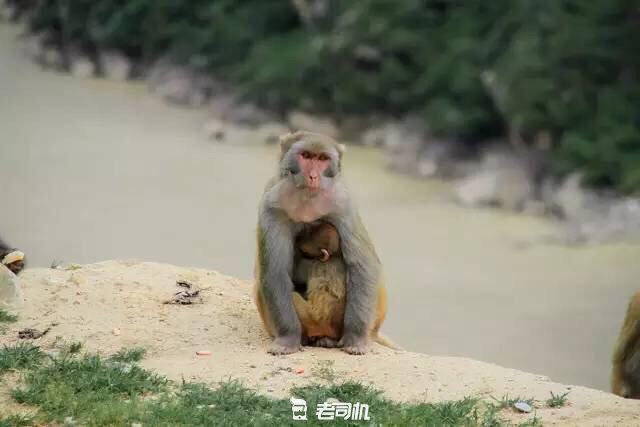 开辆超跑去*藏西**！最后看看几百万的奥迪R8破成啥样了？