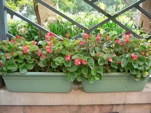 四季秋海棠什么时候剪枝,秋海棠为什么叶子皱