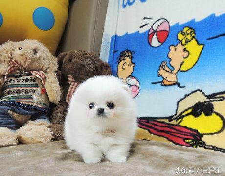 狗细小病毒好了用什么消毒,细小病毒是每只小狗必须经历的吗