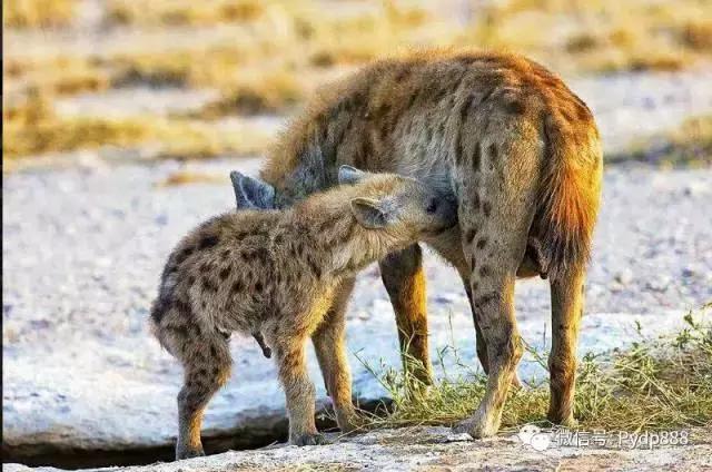 叶天炒股必胜口诀,压箱底炒股口诀