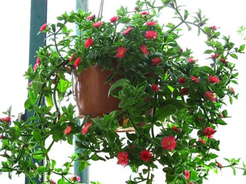 注意3点，半死不活的牡丹吊兰也可以救活