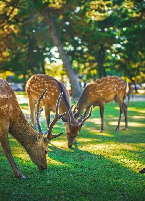 八月份定下的目标,秋季关西旅游攻略