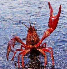 专业医生告诫：肾病患者千万不能吃这5类食物，有人吃出肾衰竭！