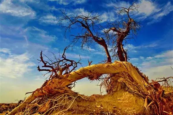 三千年的情缘,三千年的企盼只为这一季的金秋(附攻略)