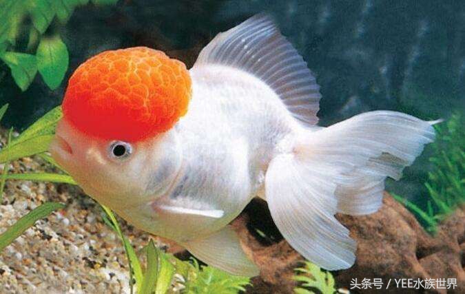 观赏鱼配比表大全,观赏鱼口粮怎么挑选