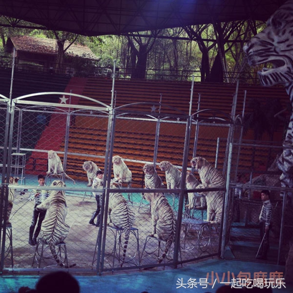 带宝宝长隆野生动物园旅游攻略,广州长隆野生动物园旅游攻略