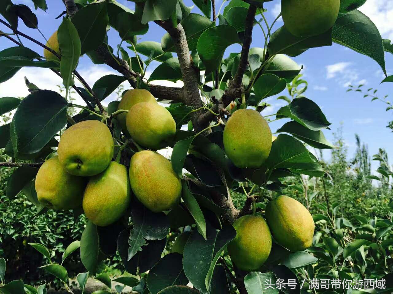 库尔勒香梨熟了！古尔邦节假期去库尔勒采香梨吧！只要4元每公斤