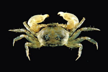 又到了吃螃蟹的季节怎样挑选螃蟹,如何正确挑选食用螃蟹你都知道吗