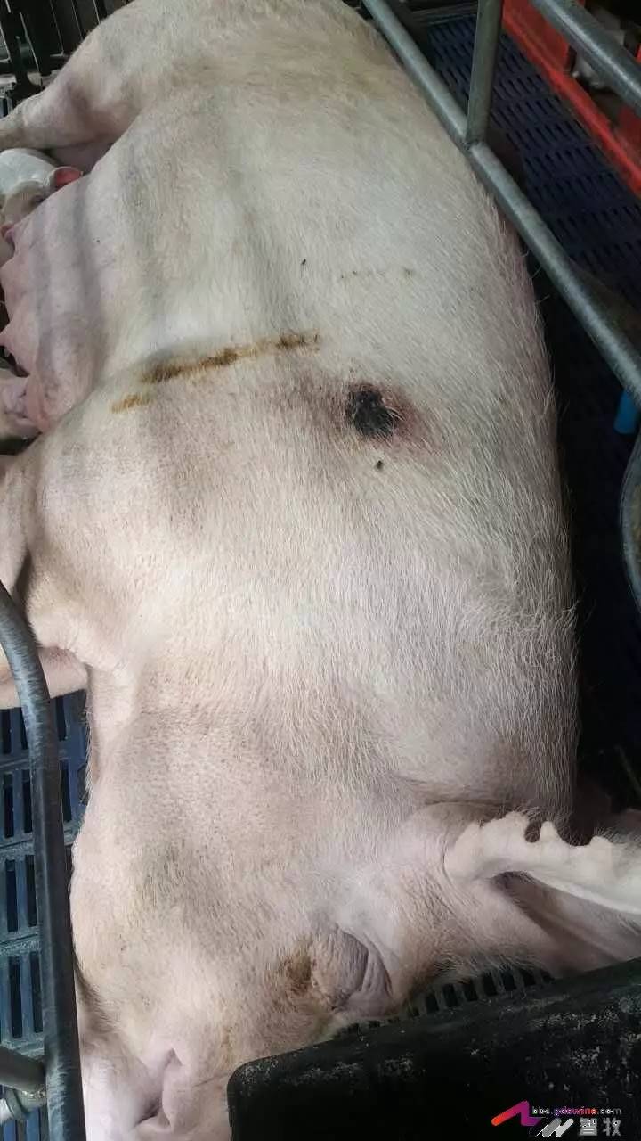 母猪身上有烂斑什么毛病,母猪身上长癞怎么办
