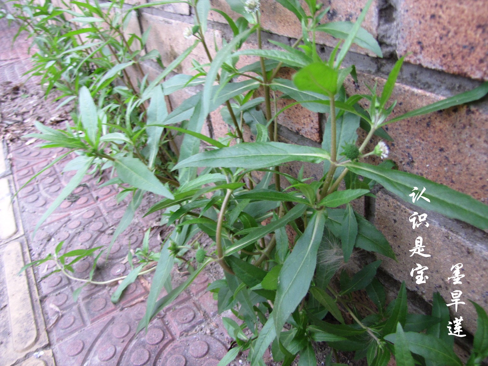 墨旱莲为什么叫墨旱莲,墨旱莲草有什么用法