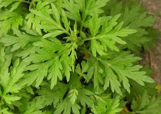 泥水养龟治疗真菌的化学原理,泥水养龟自己会培养硝化细菌吗